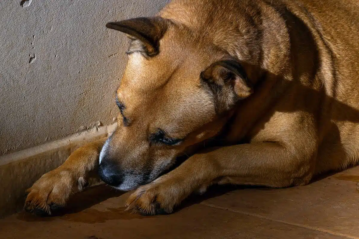 doudoune  animaux